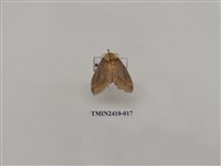 藏品(銀灰帶刺蛾)的圖片